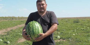 Сержанның қарбызы