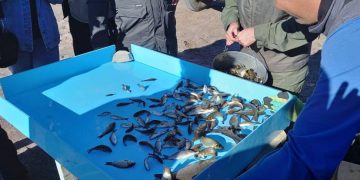 Балқаш балықпен толықты