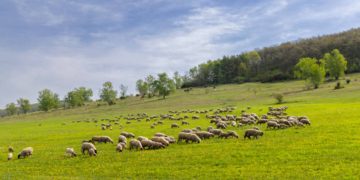 Ұлытау облысында Еділбай қойын өсіретін ірі кооператив құрылды